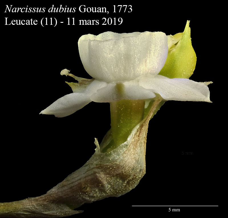 Narcissus dubius #58272