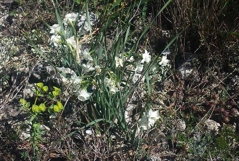 Narcissus dubius #49255