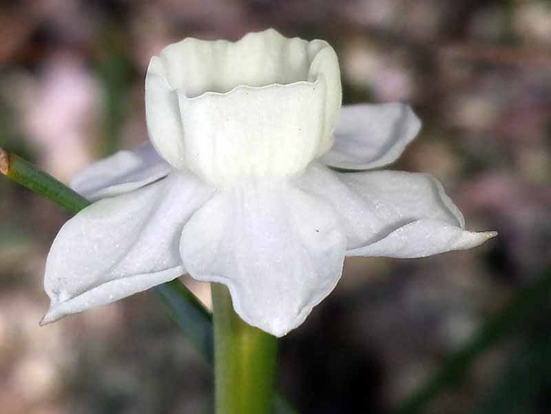Narcissus dubius #49258