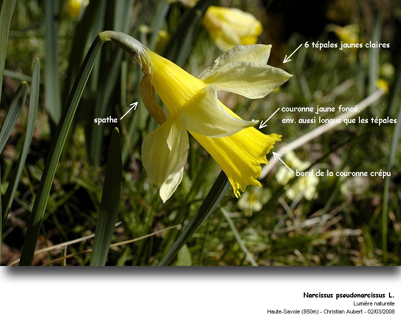 Narcissus pseudonarcissus L. - La Jonquille (Amaryllidacées) #8324