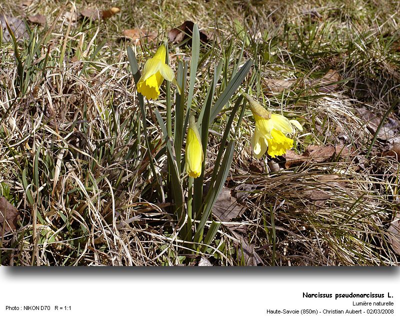 Narcissus pseudonarcissus L. - La Jonquille (Amaryllidacées) #8323