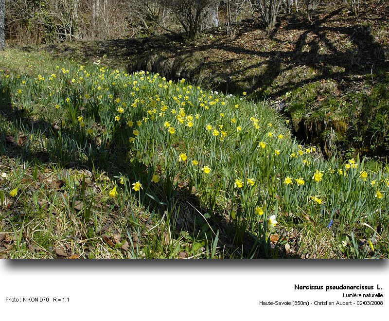 Narcissus pseudonarcissus L. - La Jonquille (Amaryllidacées) #8322
