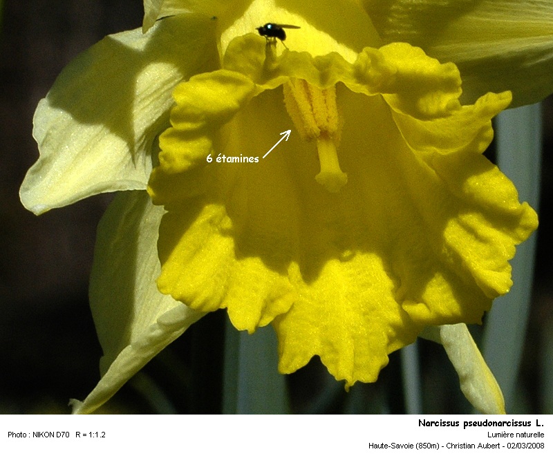 Narcissus pseudonarcissus L. - La Jonquille (Amaryllidacées) #8325