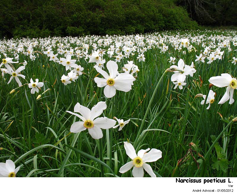 Narcissus pseudonarcissus, poeticus, assoanus #30923