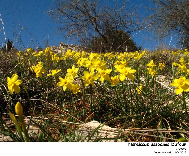 Narcissus pseudonarcissus, poeticus, assoanus #30924