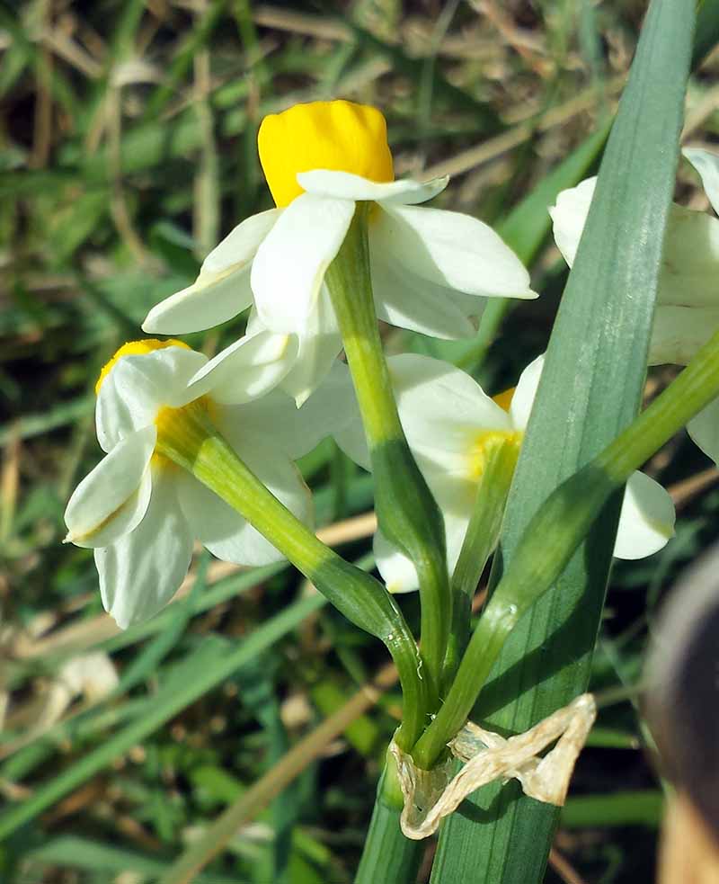 Narcissus tazetta #49250