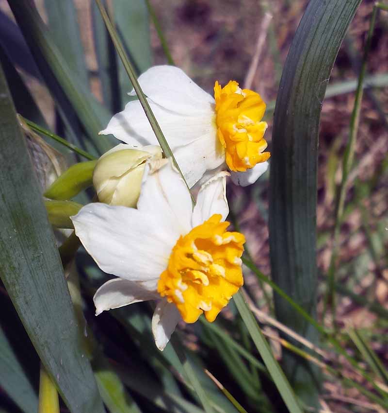 Narcissus tazetta #49252