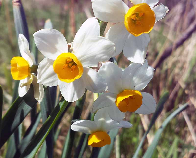 Narcissus tazetta #49251