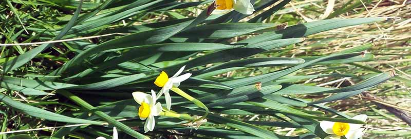 Narcissus tazetta #49249