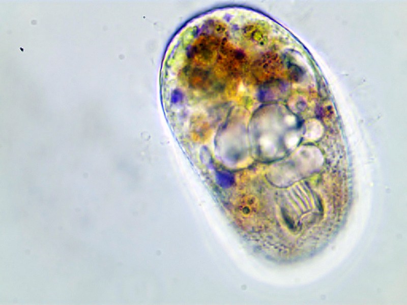 Nassula ornata #35366