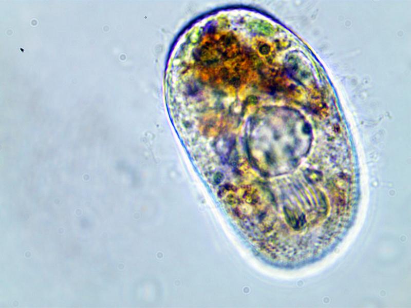Nassula ornata #35368
