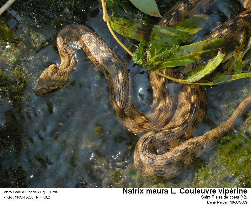 Natrix maura L. la couleuvre vipérine #11423