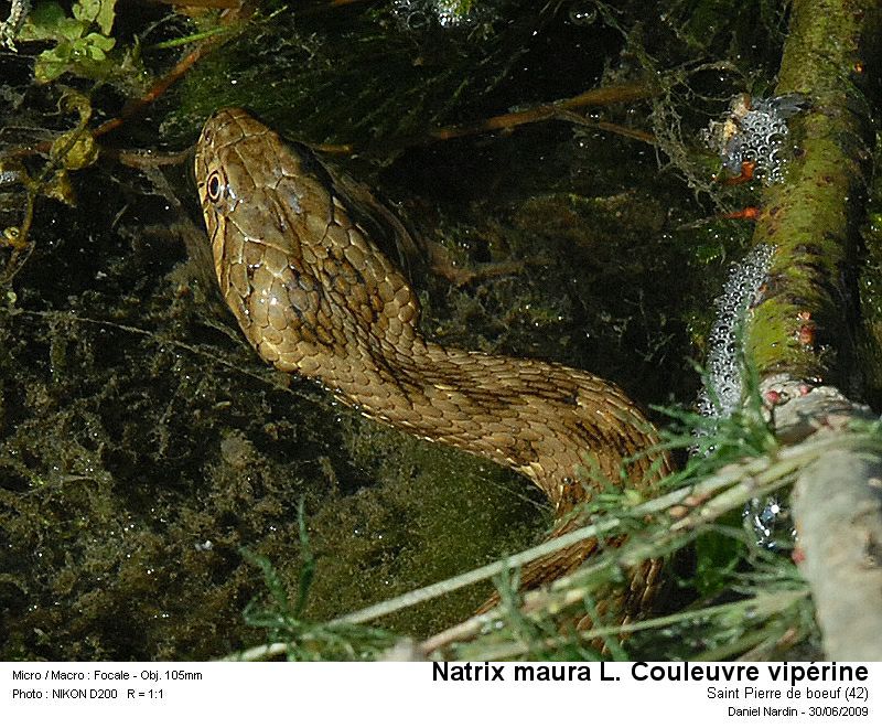 Natrix maura L. la couleuvre vipérine #11424