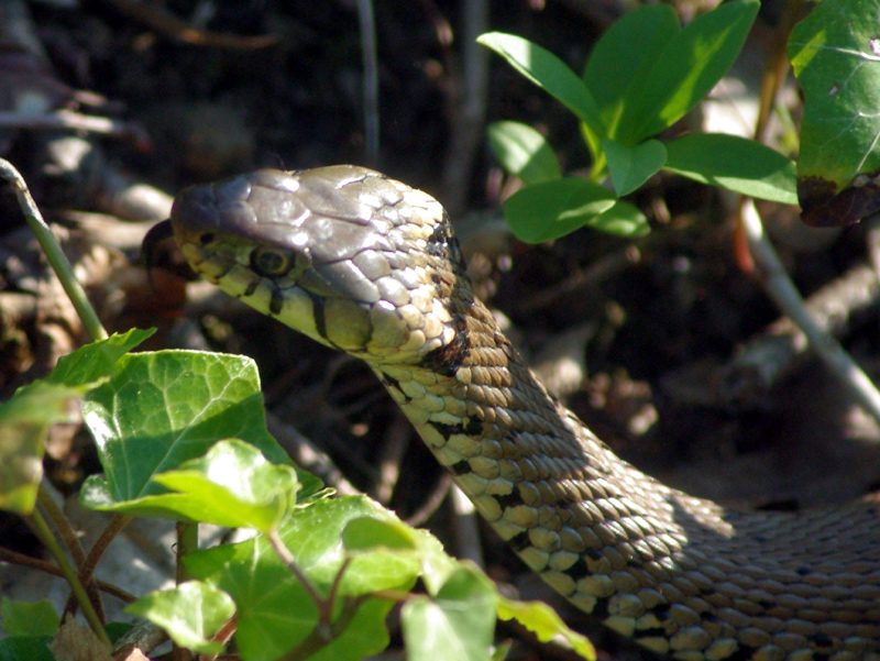 Natrix natrix (Linné 1758) - Couleuvre à collier #16395