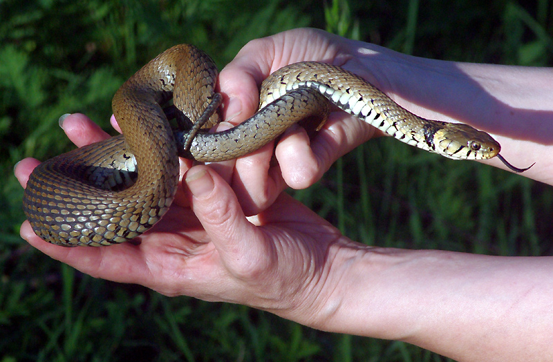 Natrix natrix (Linné 1758) - Couleuvre à collier #16394