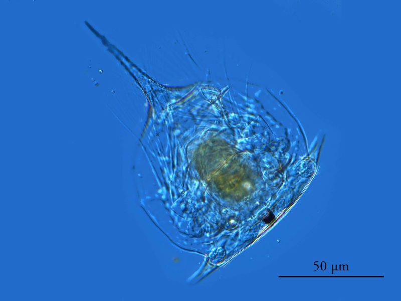 Nauplius de Balane #79852