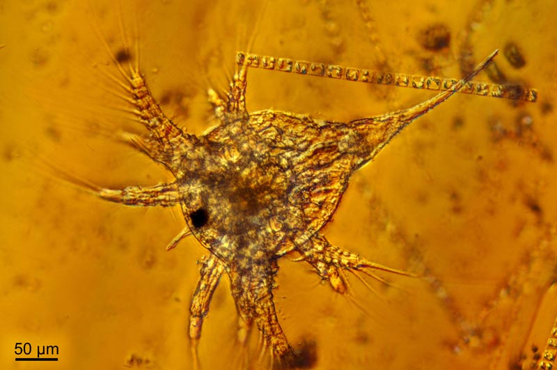 Nauplius de balane #36971