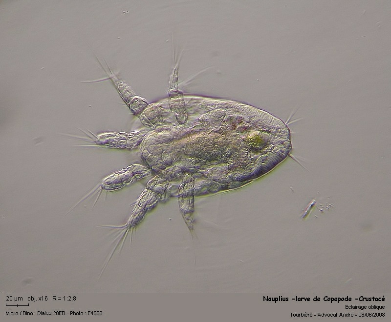 Nauplius, larve de Copépode-Microcrustacé #4283