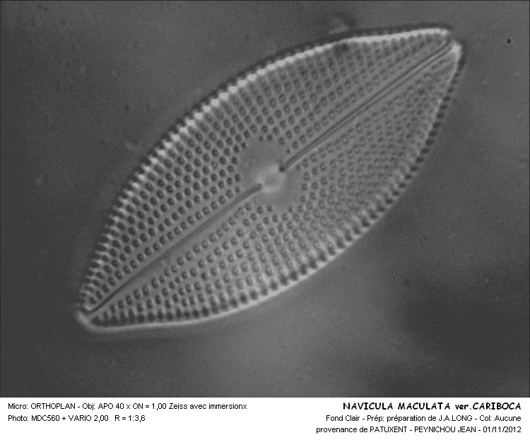 NAVICULA  MACULATA var.CARIBOCA #30452