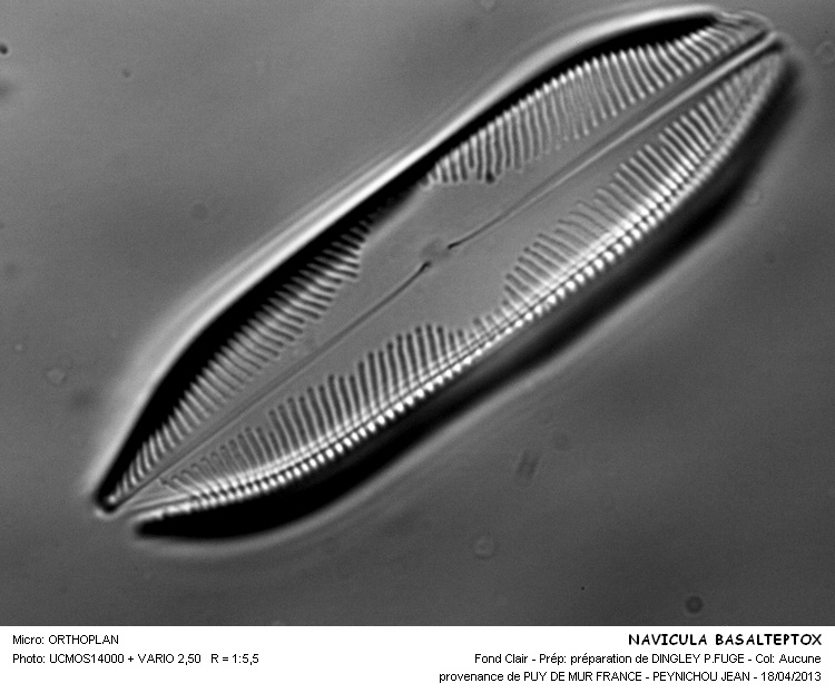 NAVICULA  BASALTEPTOX #31951