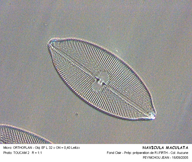 NAVICULA  MACULATA var.CARIBOCA #30451