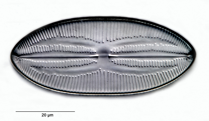 Navicula abrupta #69727