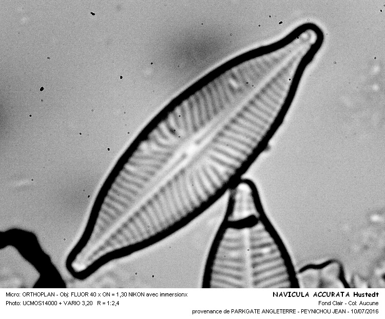 NAVICULA ACCURATA Hustedt #46032