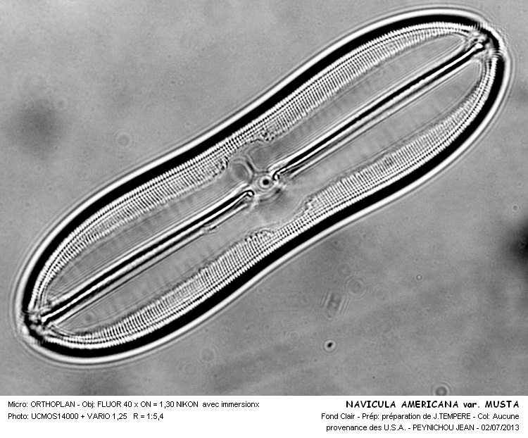 NAVICULA AMERICANA var. MUSTA #32555