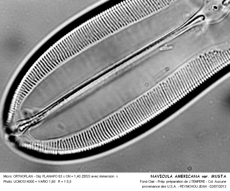 NAVICULA AMERICANA var. MUSTA #32556