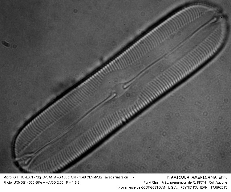 NAVICULA AMERICANA Ehr. #33827
