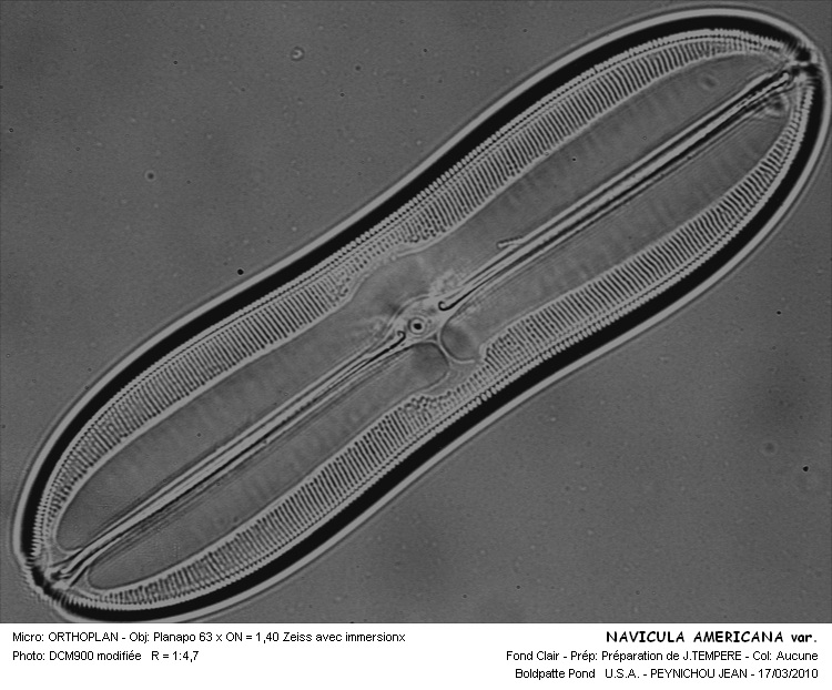 Navicula americana Ehrenberg #15112