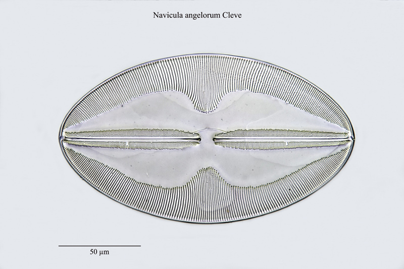 Navicula angelorum Cleve #23510