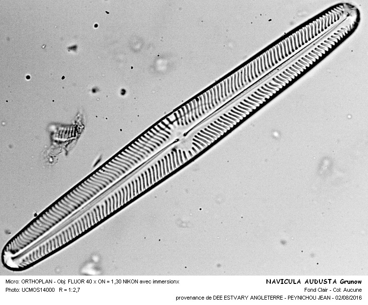 NAVICULA AUGUSTA Grunow #46338
