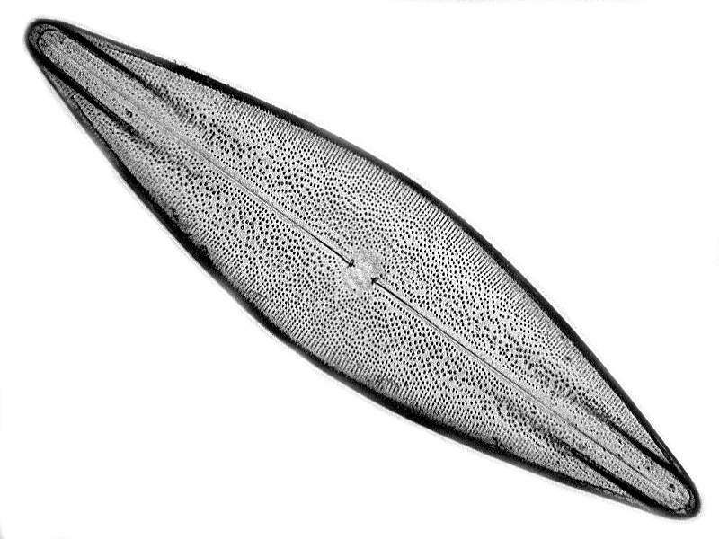 Navicula brasiliensis Grunow #48866