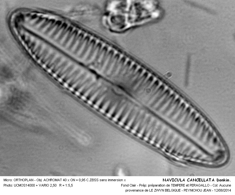 NAVICULA CANCELLATA Donkin #38492
