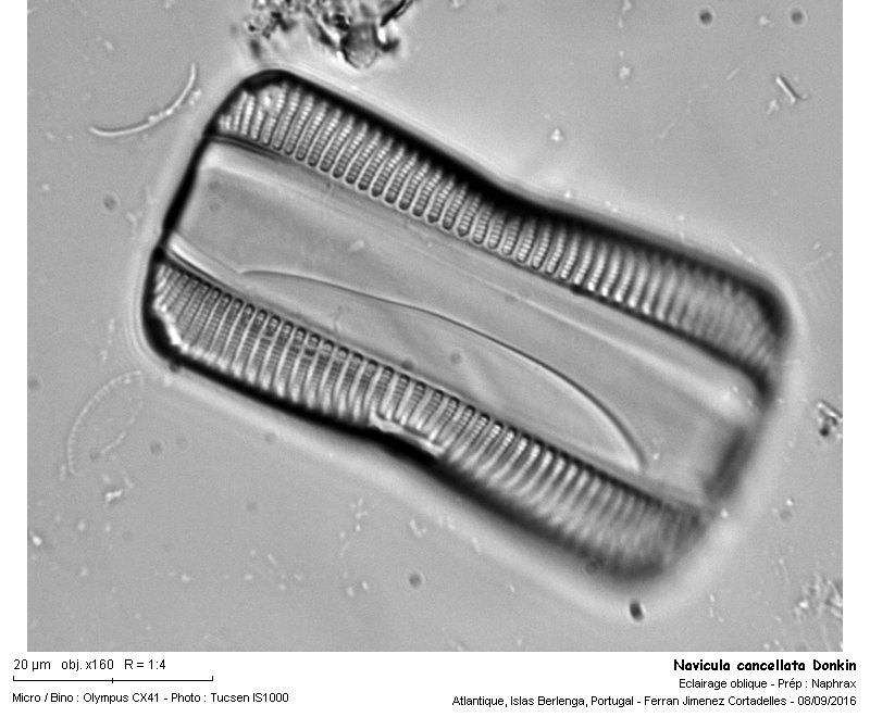 Navicula cancellata Donkin #46874