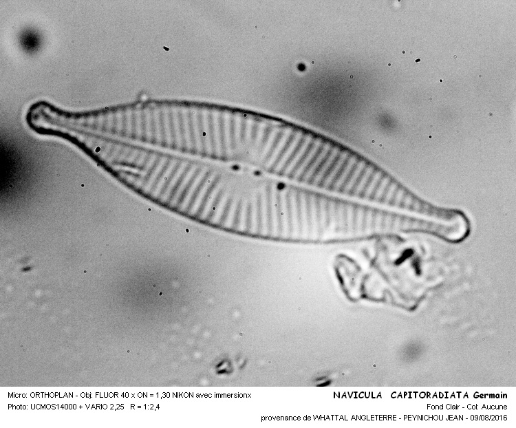 NAVICULA CAPITORADIATA Germain #46418