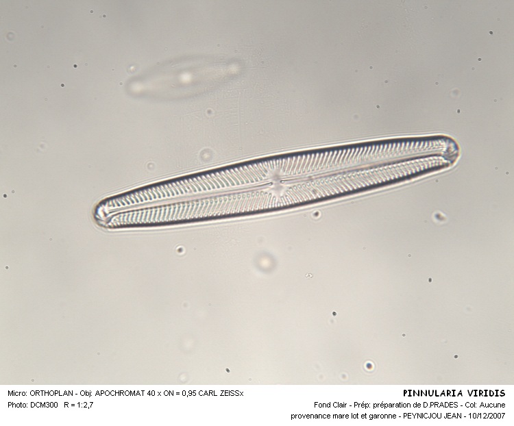 Navicula cf oblonga #31702