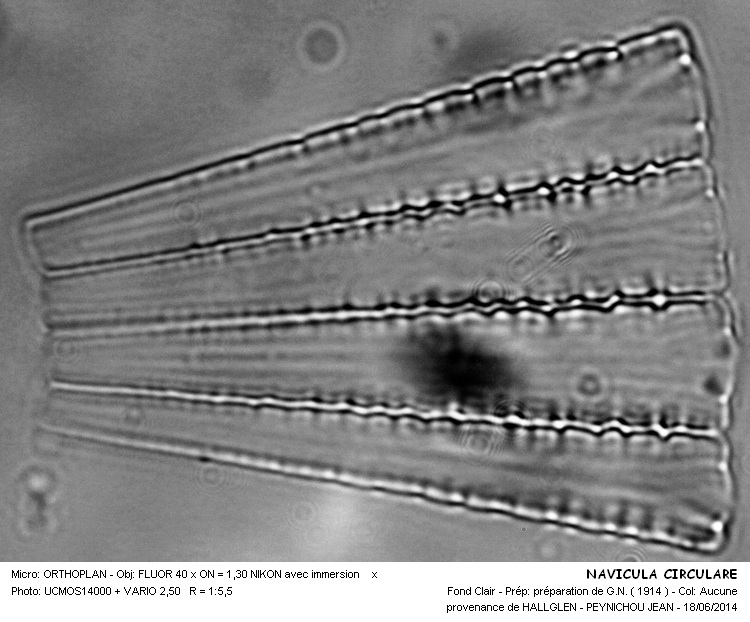 NAVICULA CIRCULARE #37903
