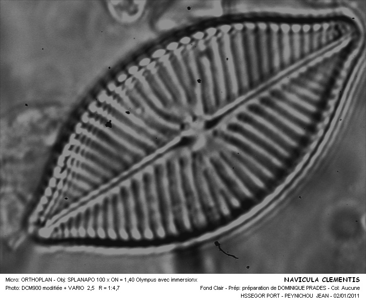 NAVICULA CLEMENTIS #31943