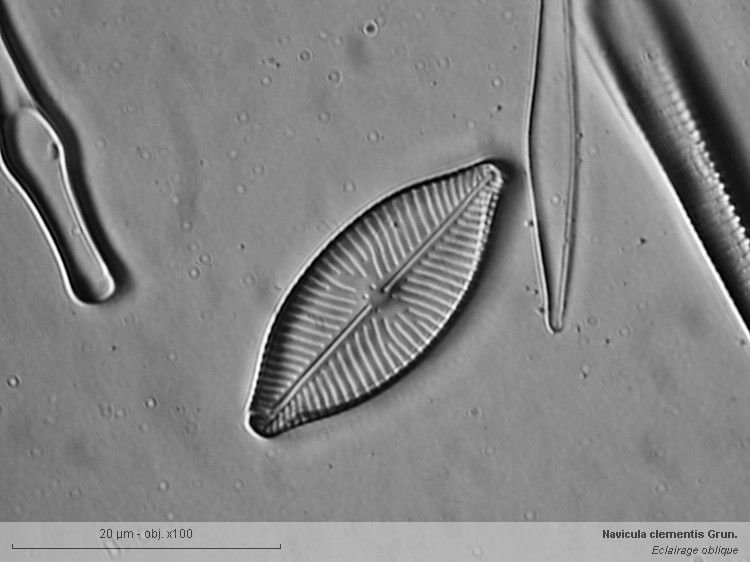 Navicula clementis Grunow #2723