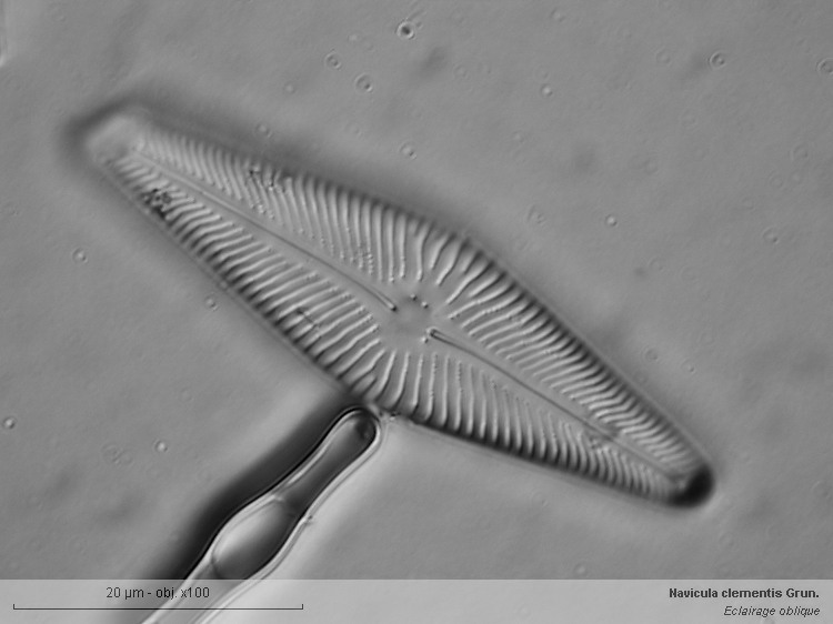 Navicula clementis Grunow #2724