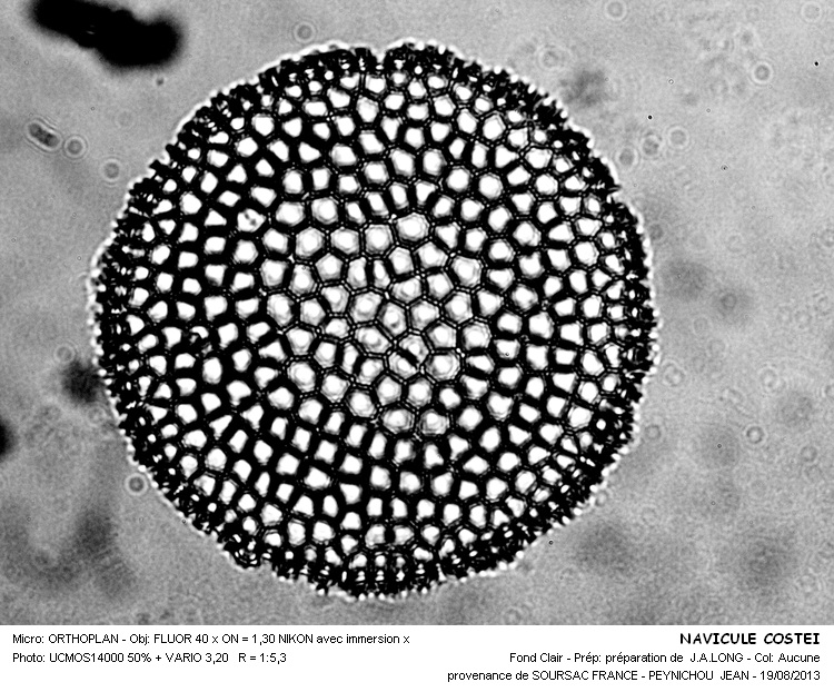 NAVICULA COSTEI #33369