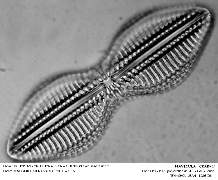 NAVICULA CRABRO #37520