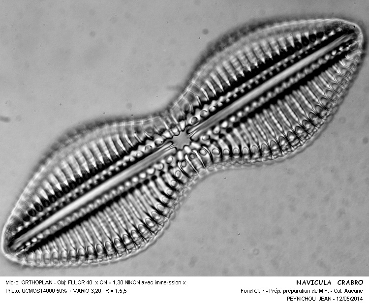 NAVICULA CRABRO #37519