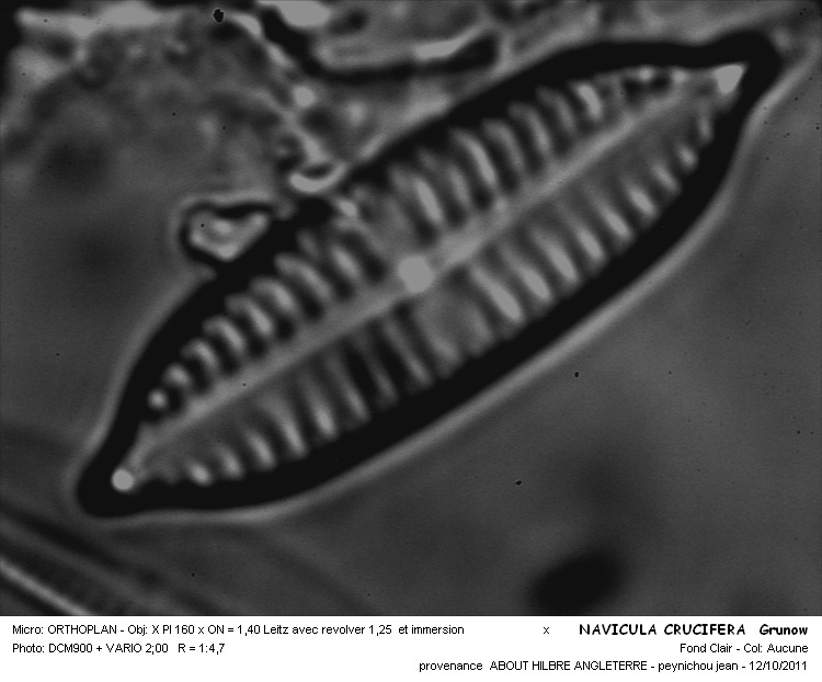 NAVICULA CRUCIFERA #31928
