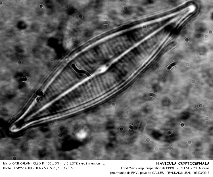 NAVICULA CRYPTOCEPHALA #30052