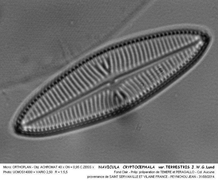 NAVICULA CRYPTOCEPHALA var.TERRESTRIS J.W.G Lund #38743
