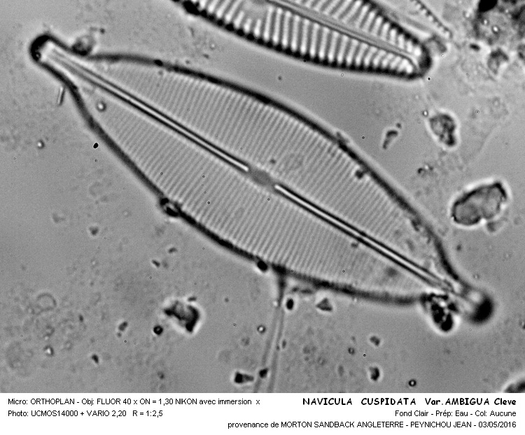 NAVICULA CUSPIDATA Var.AMBIGUA Cleve #44980