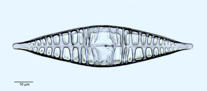Navicula cuspidata f. heribaudi #50608